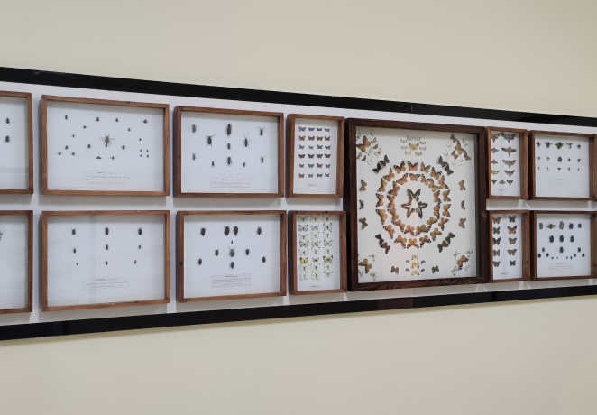 بخش حشرات گالری تاریخ طبیعی و حیات‌وحش موزه و مرکز اسناد و مفاخر دانشگاه بیرجند راه‌اندازی شد